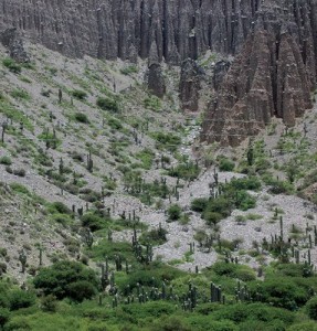 arg-cacti