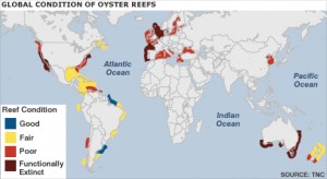 TNC oysterreef riskmap Global condition of oyster reefs (via The Nature Conservancy report)